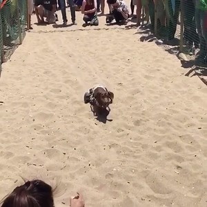 Monday motivation ❤️ Insta: @prinss_lilo_weenie | Sausage Dog Central