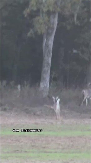 450 Bushmaster seals the deal on a Trophy whitetail #hunting #deer