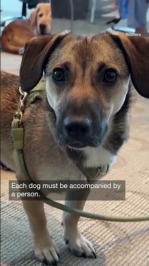 Bark Air, a New Airline for Dogs, Is Set to Make Its First Flight | NPR News Now