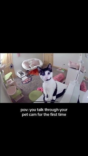 Talking Cat Camera Funny Moments Compilation