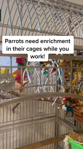 Parrot Cage Enrichment: Keeping Your Bird Entertained