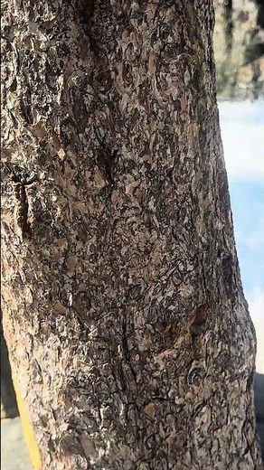 Stunning waterfall in Emerald Bay State Park, South Lake Tahoe