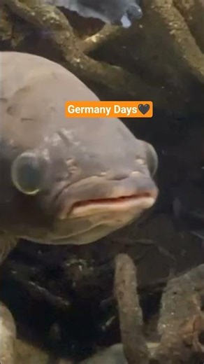 is this a snake? |Aquarium Berlin|Berlin Tour|Germany 🖤#travel #vlog #foryou