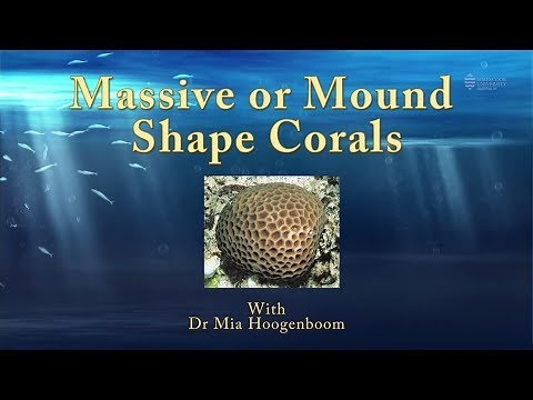 Introduction to the growth forms of massive or mound shaped corals - JCU Classroom on the Reef