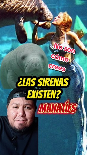 Las sirenas sí existen: descubre a los manatíes