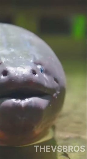 The Power of 600 Volts! Electric Eel vs Snake Fight ⚡🐍