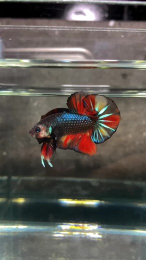 Black Nemo Metallic Betta Fish | Hiệp Betta Farm