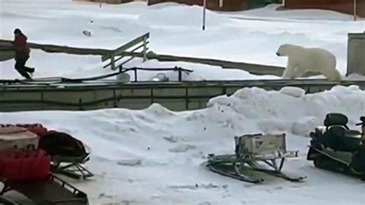 Video shows man narrowly escaping a charging polar bear