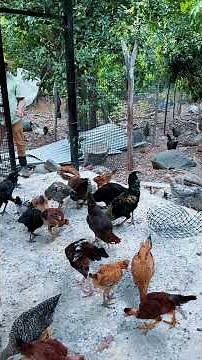 Trampa casera para gallinas | Don Dalecio