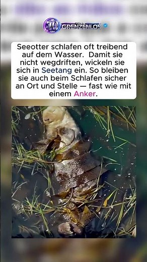 Warum wickeln sich Seeotter in Seetang ein?