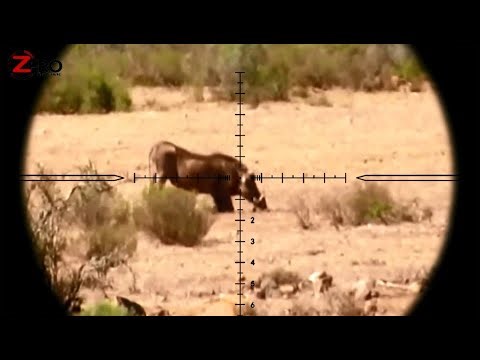 Hebat !! Pemburu profesional berburu Babi Hutan full Headshot