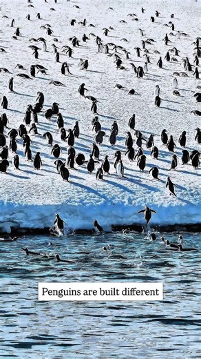 Amazing Facts About Penguins