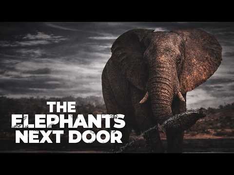 The Elephants Next Door FULL DOCUMENTARY | Ep 1 | Animals & Wildlife | Life Out There Documentaries