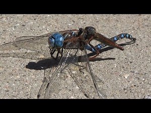 Assassin Fly Killing Dragonfly
