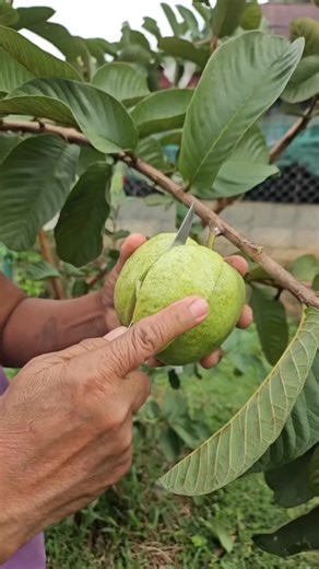 18K views · 425 reactions | Taiwan Pink Guava  Available pangtanim Nagdedeliber po kmi buong Luzon Cash on delivery  | Nueva Ecija Grafted fruit trees | Facebook