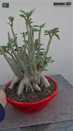 Adenium Arabicum Plant #bonsai #adeniumarabicum #plants #floweringplant #gardening #bonsaitree