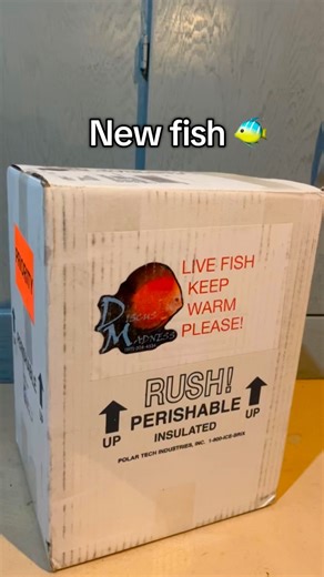 These Deep Red Turquoise are stunning. Thank you Discus Madness Inc. 🐠 #newfish #discus #fishkeeping | Parallel 45 - Bees, Silkies, & Discus