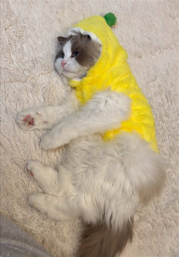 Mofu the banana #cat #cutecat #funnycat #ragdoll #fyp | ragdoll cat