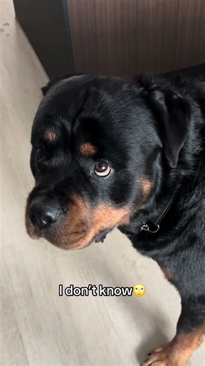 I really don’t know… #rottweiler #dogs #puppy