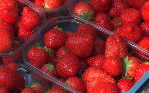 【纪录港湾分享】《诺尔农场》纪录片解说素材样片