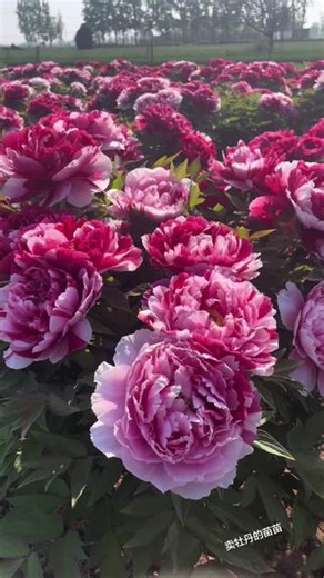 3.牡丹花夏季如何管理？夏天养叶，喷施叶面肥和杀菌剂要持之以恒，第一年移栽的牡丹，要注意夏季高温暴晒，有遮荫条件，最好遮荫处理，盆栽更要避免夏季中午阳光暴晒，夏季雨水大，要经常除草松土，增加土壤透气性。#自然风光分享 #春日赏花季 #牡丹花海
