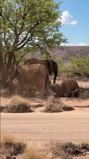 Desert-Adapted Elephants in Namibia!