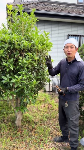 今切ると金木犀の花減ります #ガーデニング #園芸 #tiktok教室ᅠᅠᅠᅠᅠ #庭の方舟