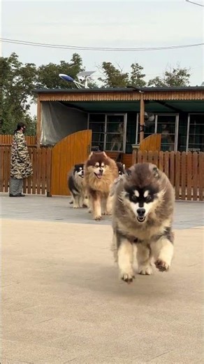 Alaskan malamute large dogs