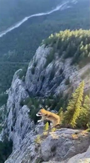 Wolf vs. Skunk: A Smelly Surprise! #WolfAdventure #SkunkEncounter #WildlifeDrama