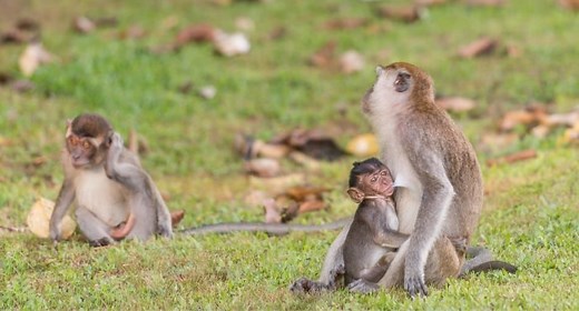 Why Do Monkeys Steal Other Monkeys' Babies? - UntamedAnimals