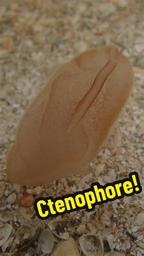 On the comb rows of ctenephores are structures known as ctenes. These ctenes are composed of cilia, which the comb jelly uses to move through the water. The cilia beat in coordinated waves, creating a shimmering, rainbow-like effect. Ctenophores are also the largest living organisms to use cilia as their main mode of locomotion! #animals #marinebiology #jelly #marinelife #learnontiktok