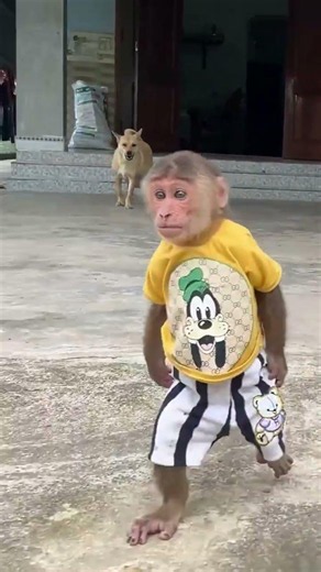 cute cuties monkey looking for mom #CuTis #Monkey #Shorts #BabyMonkey
