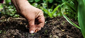 How to Have Great Soil | DoItYourself.com