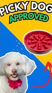 What I Feed My Picky Rescue Dog in a Day 🐩 | Toy Poodle Food Routine