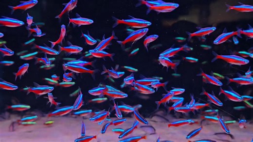 63K views · 1.7K reactions | Can't beat a cardinal 珞 | Pier Aquatics | Facebook