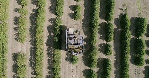 Aerial view of coffee mechanized harvesting. 4K.