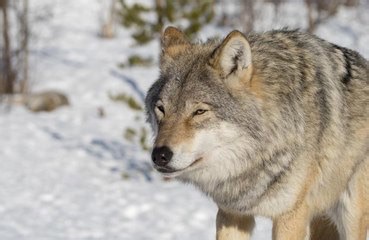 Woman bitten by wolf on busy German street