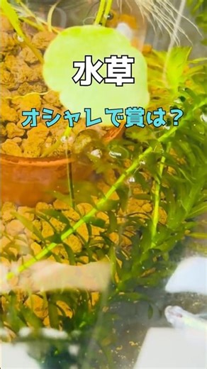 独断と偏見で水草大賞5選を発表します！ #メダカ #ビオトープ #水草