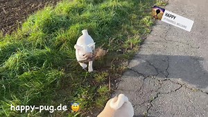 4K views · 1.1K reactions | Happy Pug - Happy Day  | Happy Pug - Happy Life | Facebook