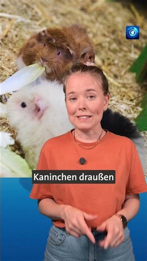 So kannst du Tieren bei der Hitze helfen. #tagesschau #nachrichten #tiere