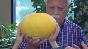 So schwer ist die Rekord-Grapefruit