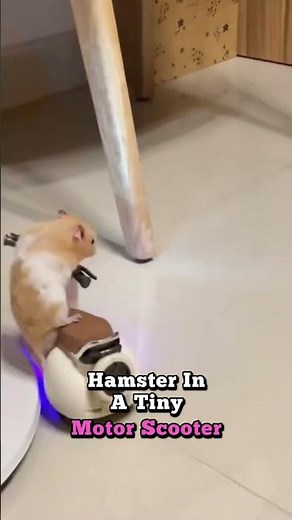 Top 5 Hamsters Driving Toy Cars – Too Cute to Handle!