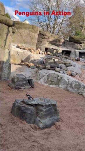 This penguin just made my day #penguin