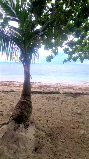 #soothing #beach #travelnature #philippines