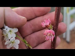 How to POLLINATE without Bees, hand pollinating, self pollinating fruit trees, no bees