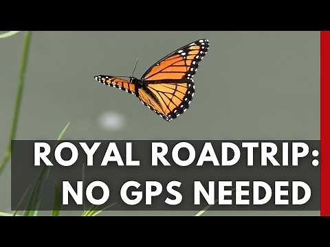 How Animals Use Earth’s Magnetic Field to Navigate | Nature’s GPS Explained