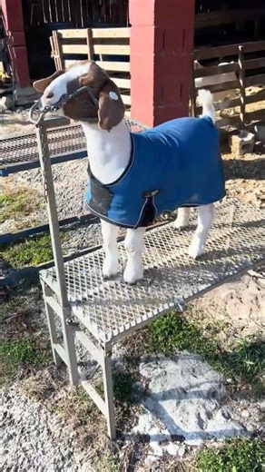 Evaluating Basic Metal Trim Stands for Goats #beginner #review #goat #farm #farming