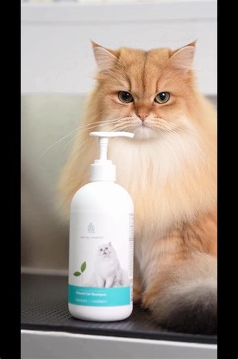 Pet Shampoo Glow-Up ✨🧴 | 泡芙洗毛精廣告，洗完直接變明星✨🧴 EP234 #cat #petshorts #cute