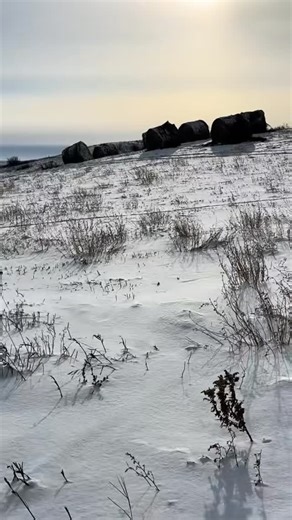 Llamas, Alpacas and Misfits on Instagram: "Pulling strings on the last group of bales that are out for bale grazing. We only had 24 bales to pull string on today. Last time it was 44. Feeding with hay processor starts this week. I prefer they feed with the hay processor🙃. -2 feels dang cold today even with the sun peeking out. Facebook: Only LLama Drama Co-starring The Misfits #feedinghay #northdakota #balegrazing #snow #cattle"