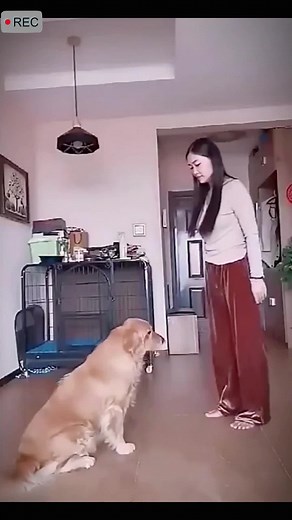 Dog fighting #pets #foryou #dogsfunnymoments